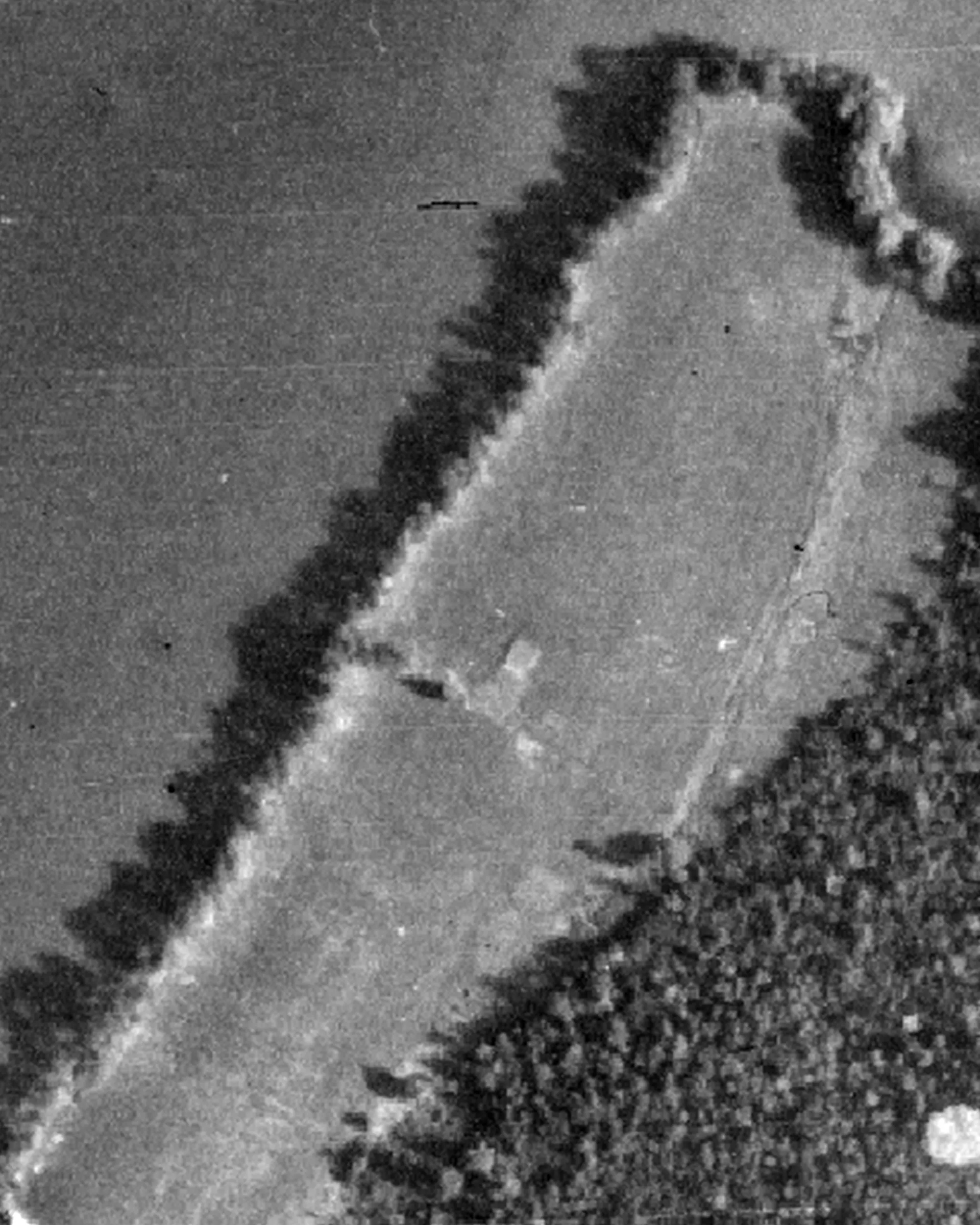 Fern Five, 1945